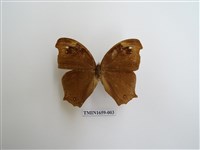 藏品(森林暮眼蝶)的圖片